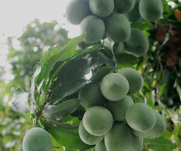 Séjour chez l'habitant Mangoforest Bali *